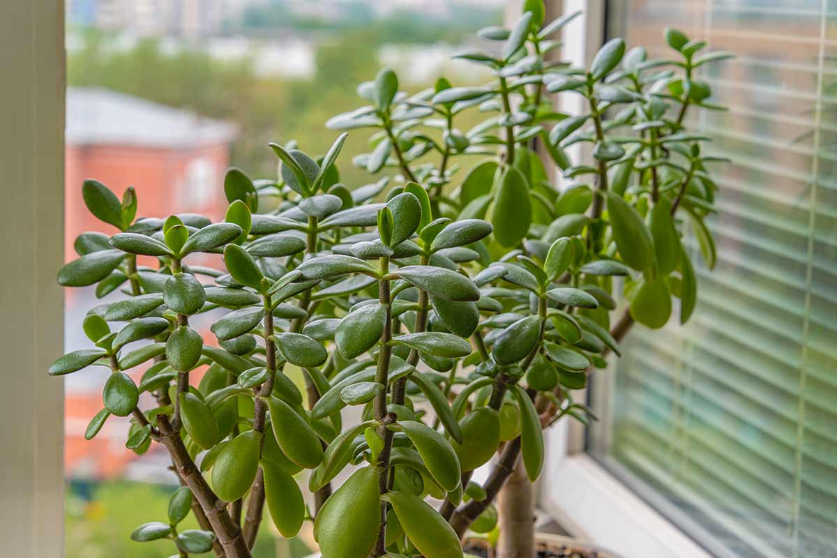 arbre de jade en hiver