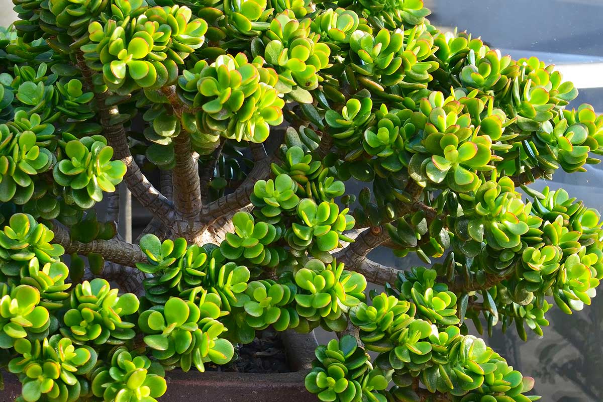 Arbre de jade envahissant.