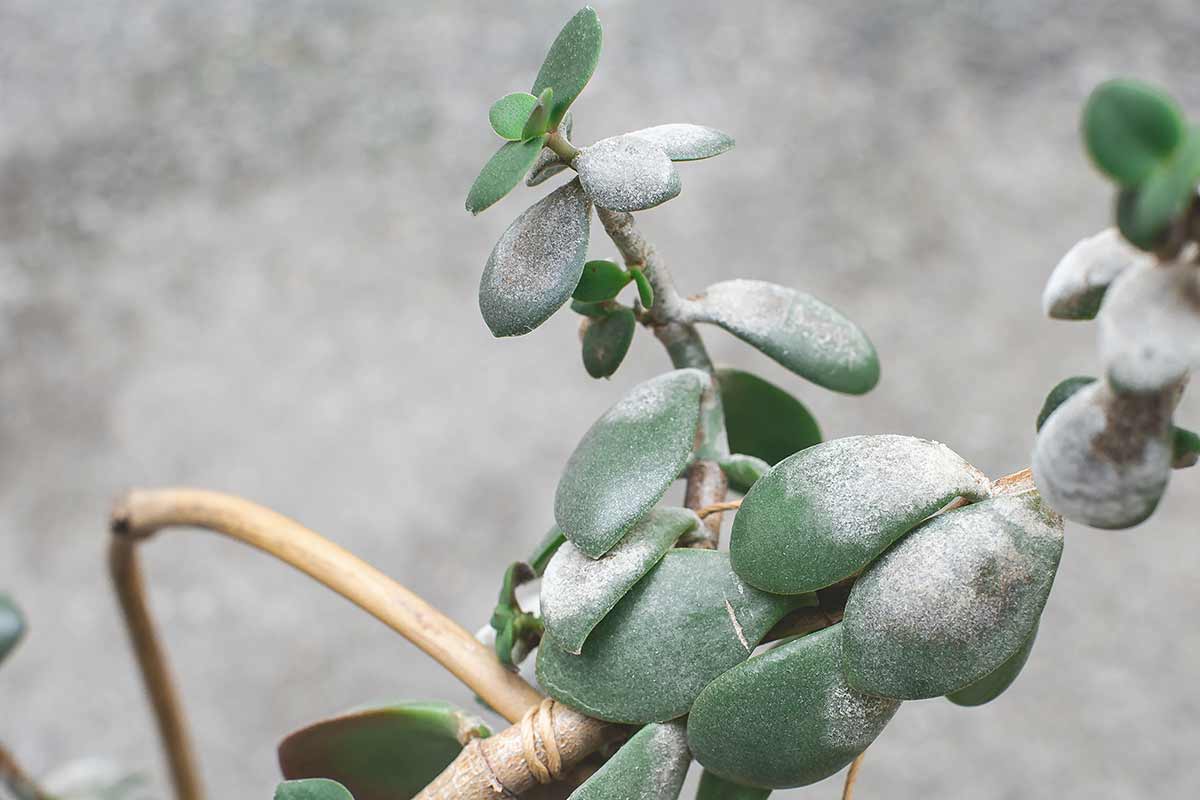 arbre de jade tiges grises