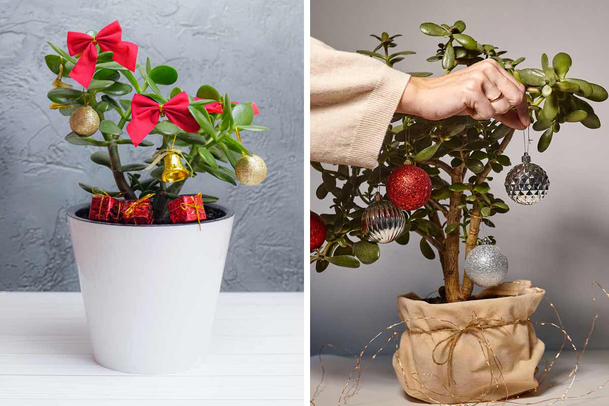 Décorations de Noël avec un arbre de jade.