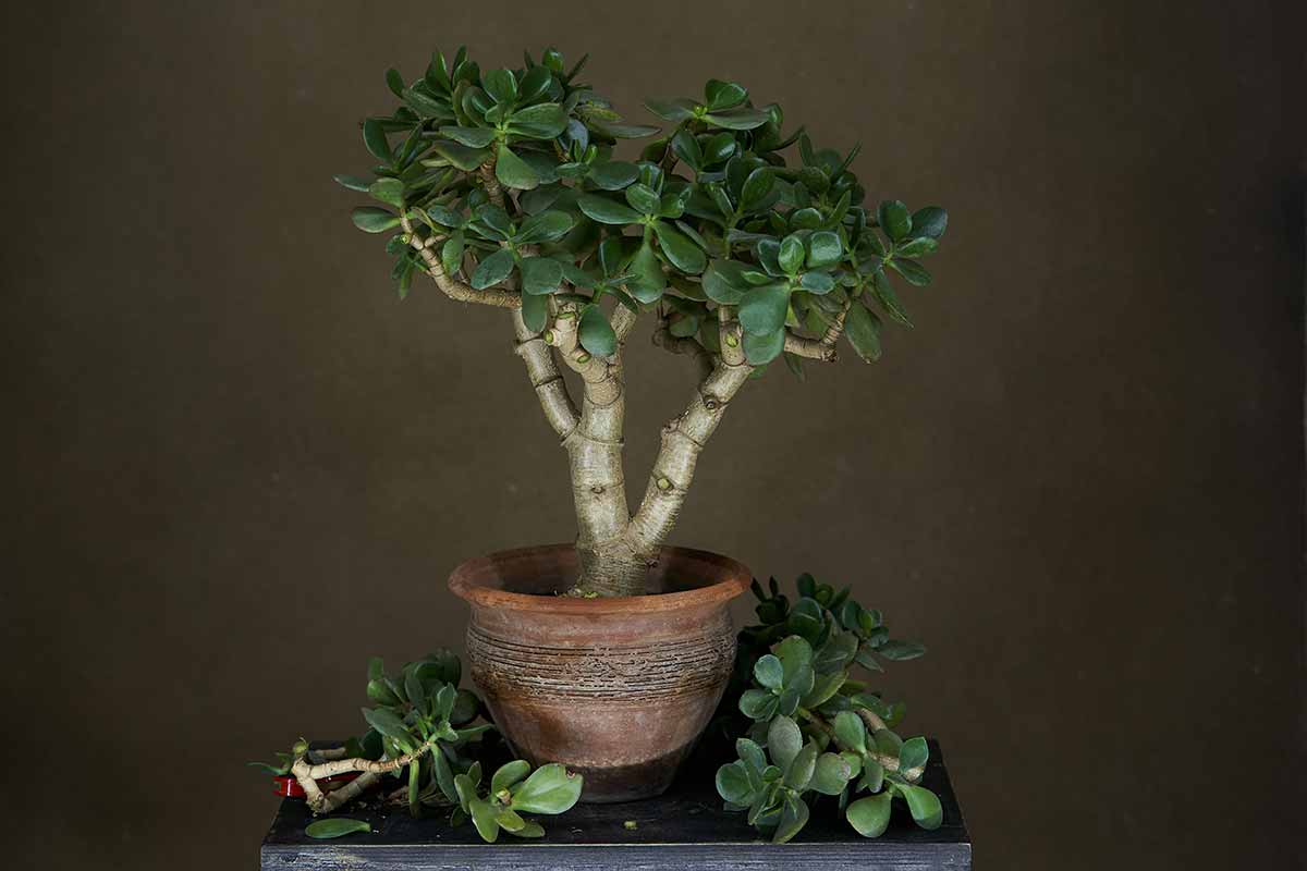 bonsaï arbre de jade