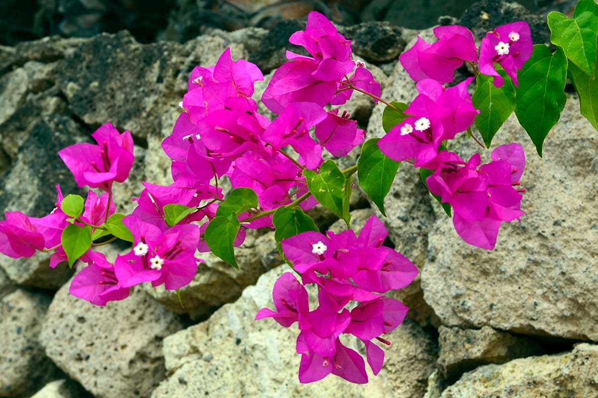 Taille du Bougainvillier