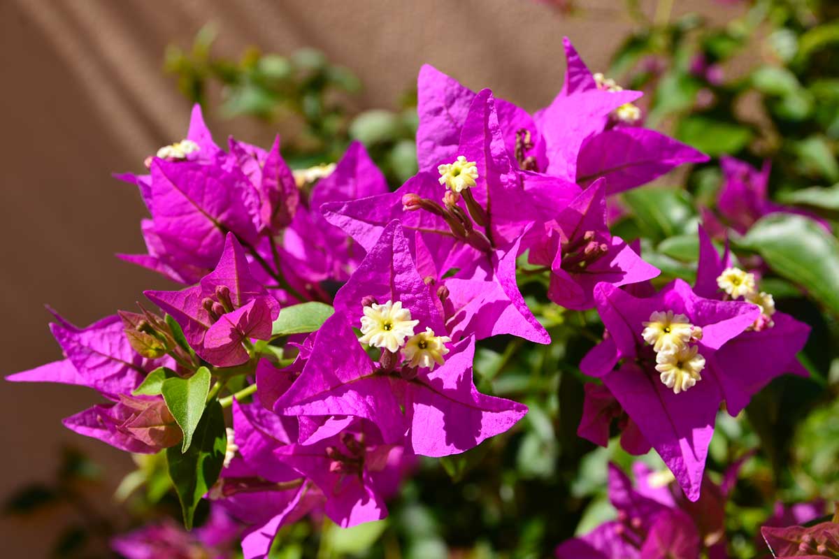 Taille automnale du Bougainvillier