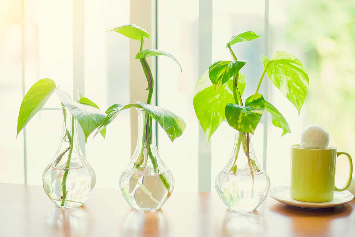 Pothos dans l'eau.