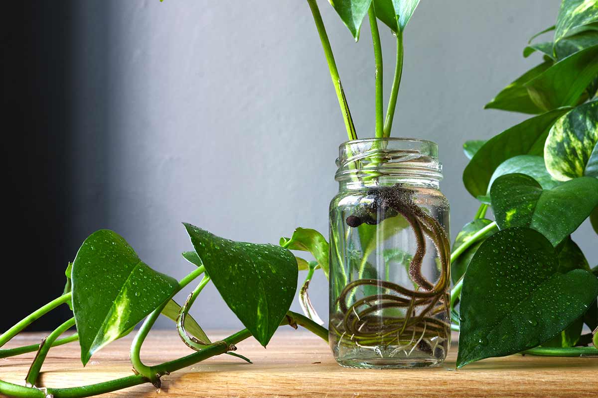 bouturage de Pothos