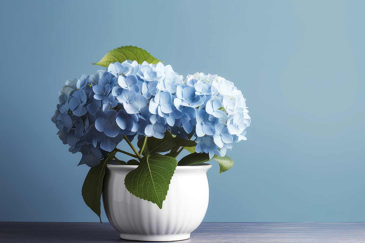 Hortensias en pot.