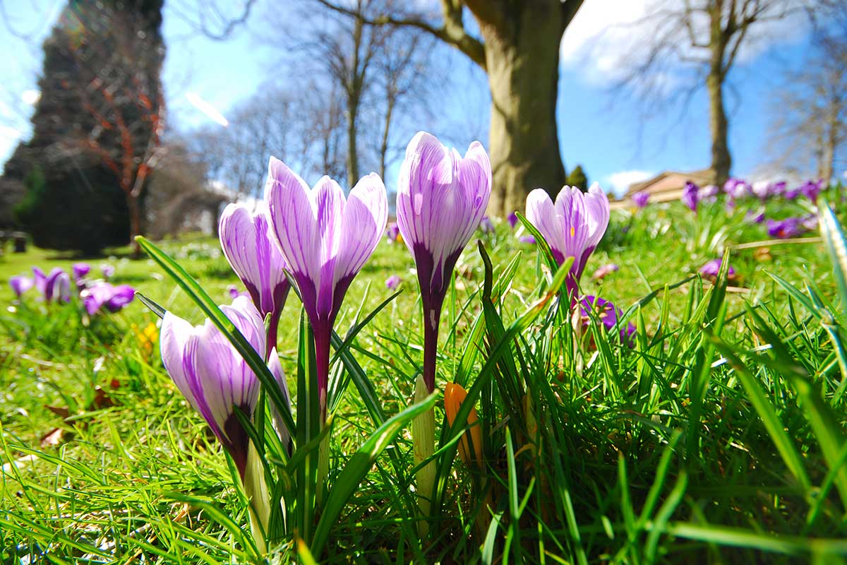 bulbes a planter en novembre