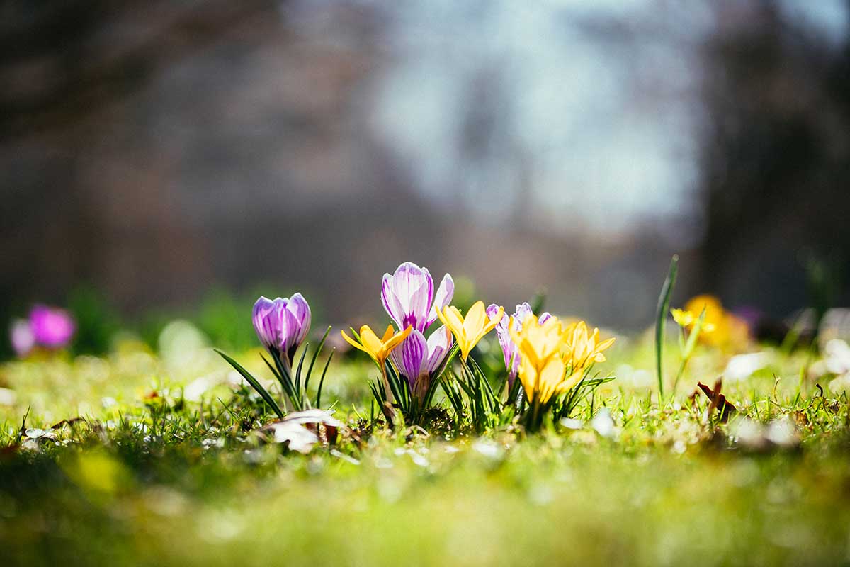 Crocus.