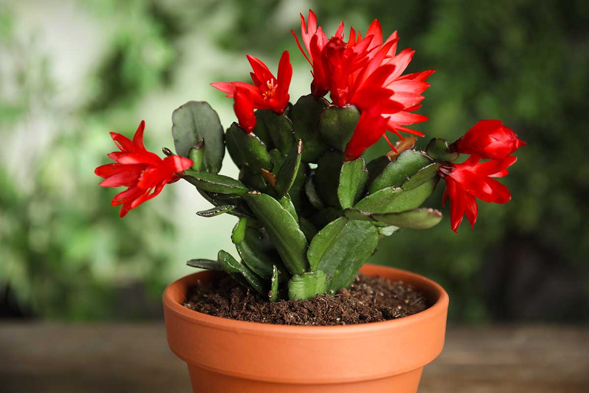 cactus de Noël, Schlumbergera