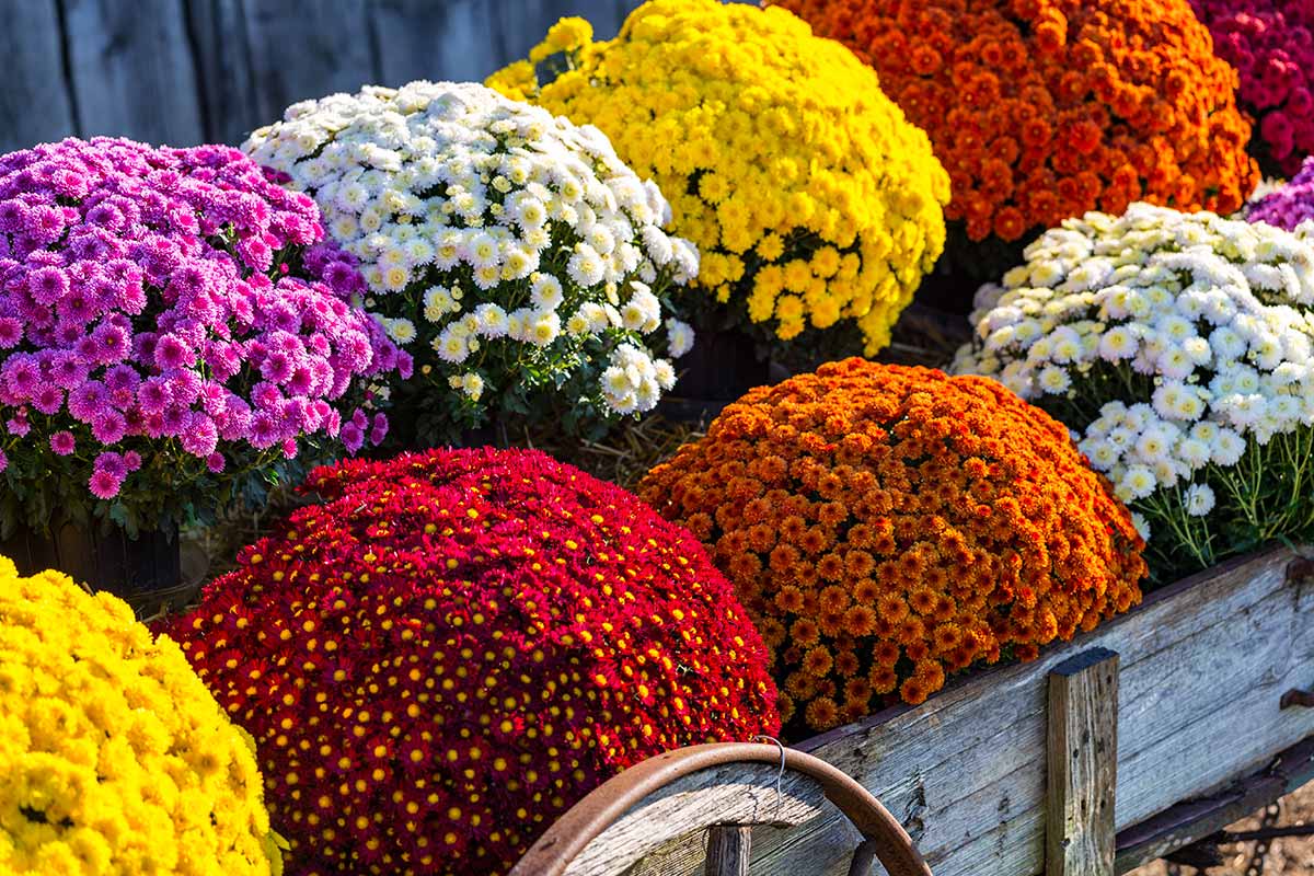 floraison des chrysanthèmes