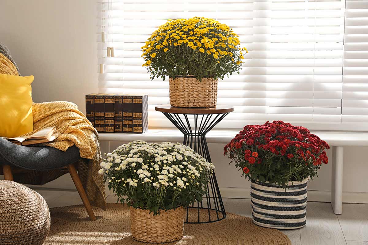 Chrysanthèmes purificateurs d'air efficaces.