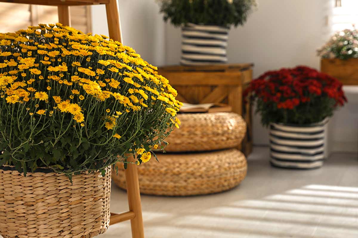 Chrysanthèmes en intérieur.