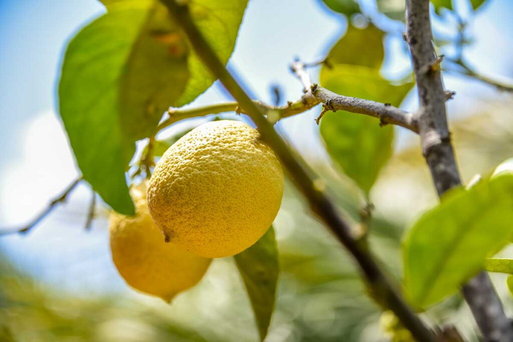 Citronnier perd ses feuilles en hiver que faire et comment assurer une fructification abondante