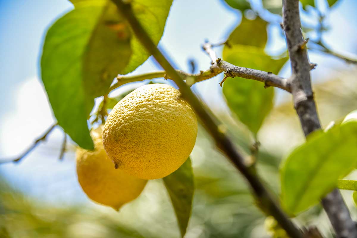 Citronnier perd ses feuilles en hiver.