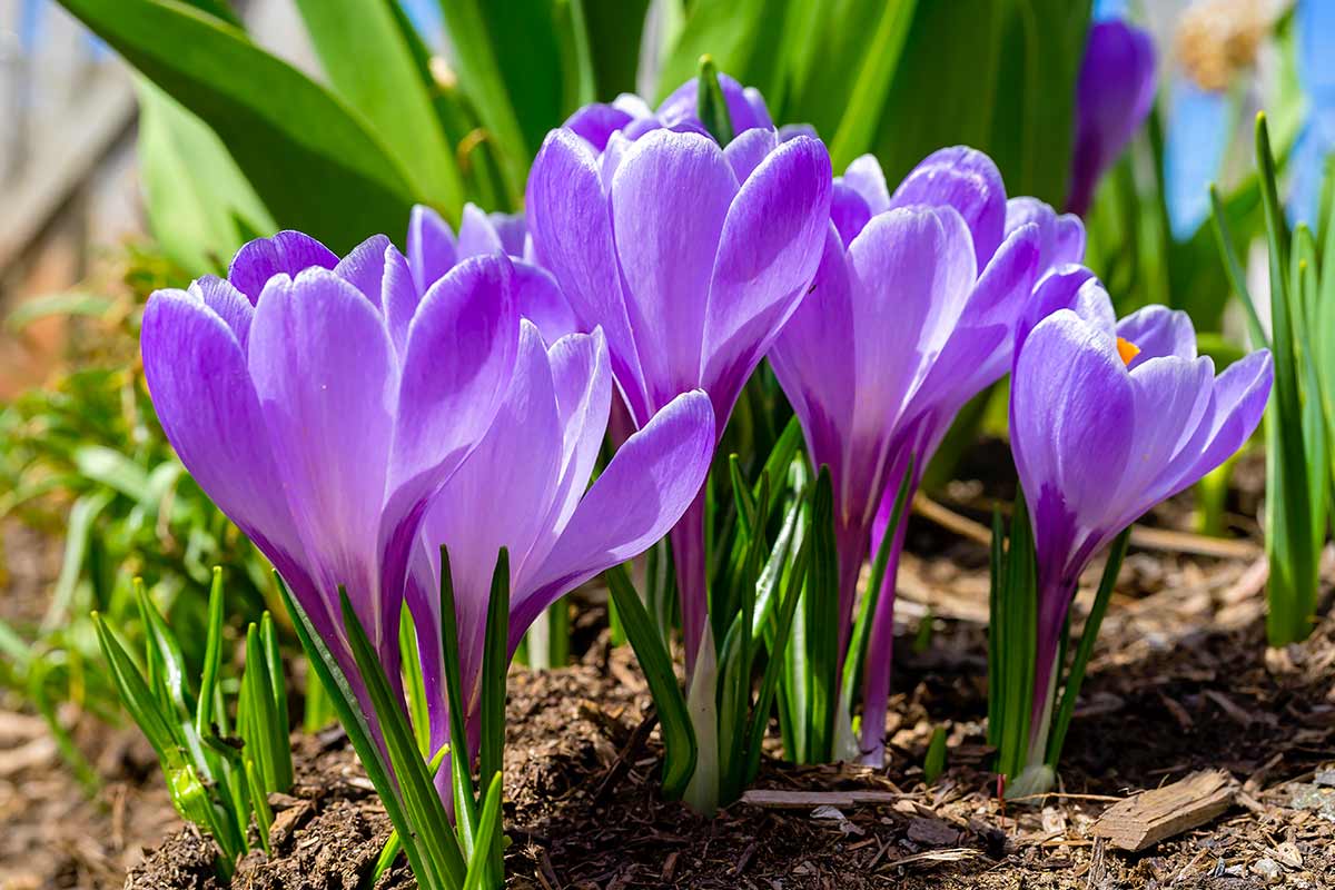 crocus violet dans le jardin