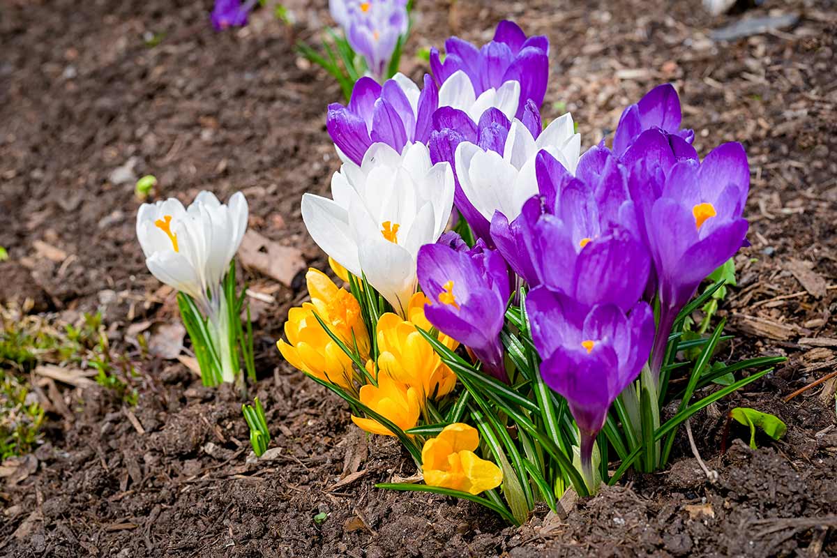 Crocus, plantation et entretien