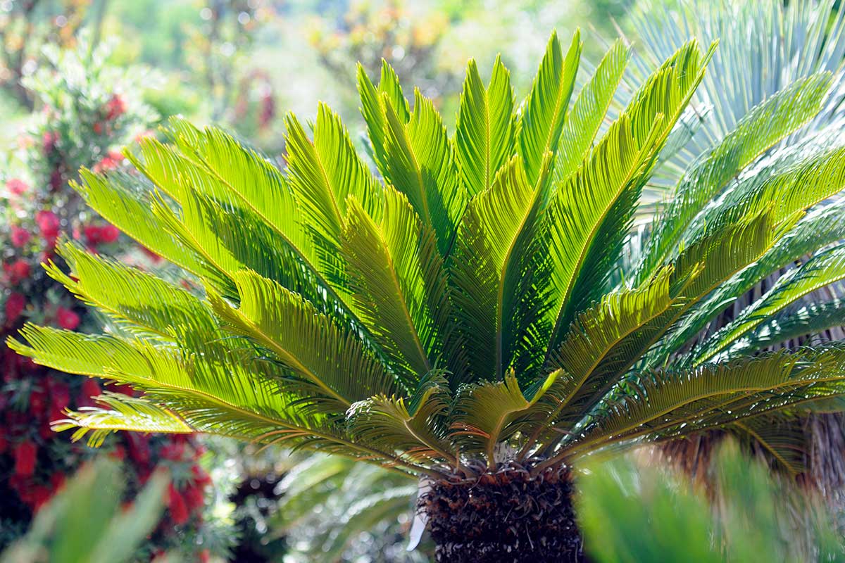 Cycas en hiver.