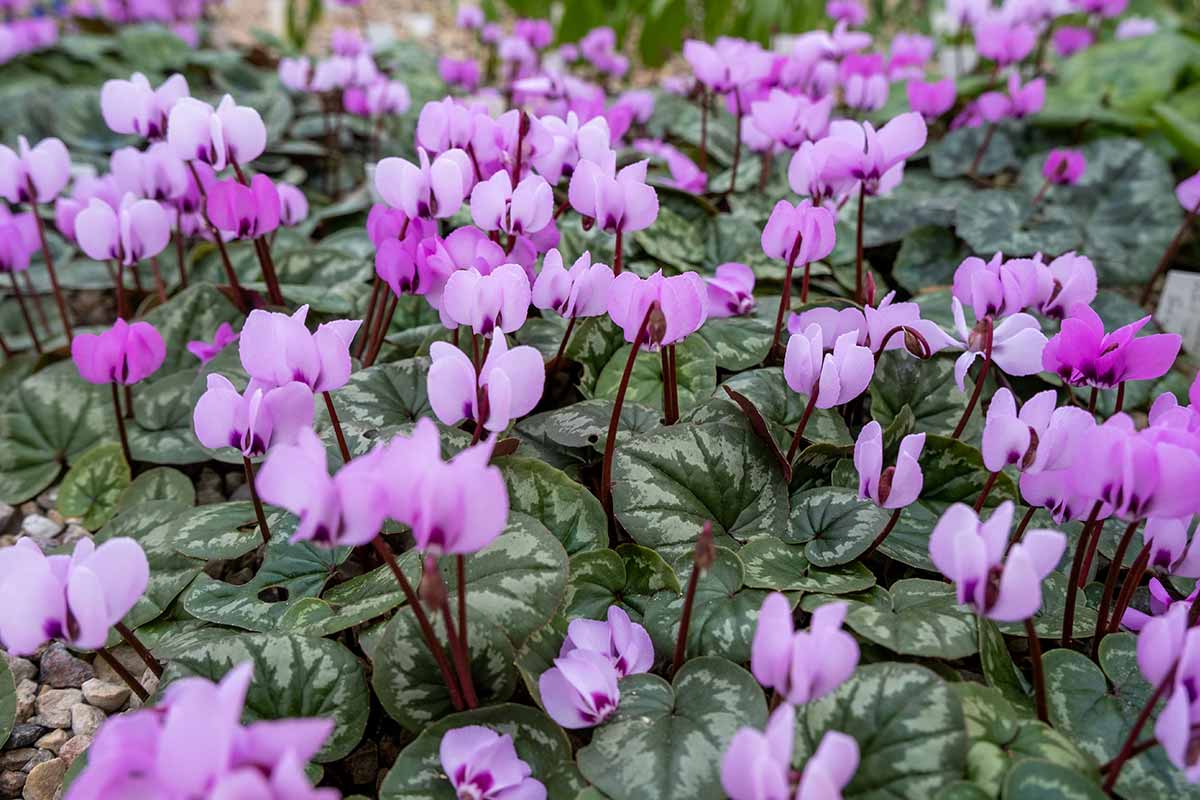 Cyclamens en fleurs.