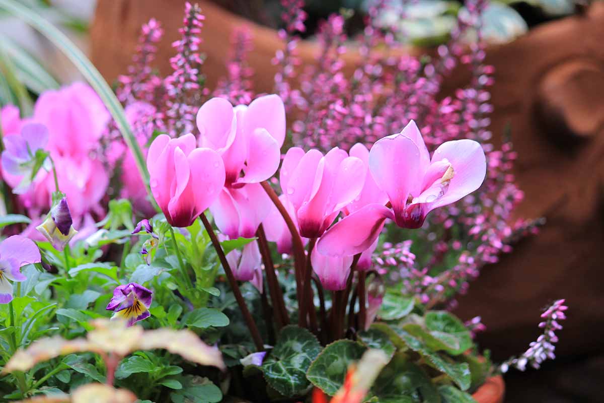 Cyclamens