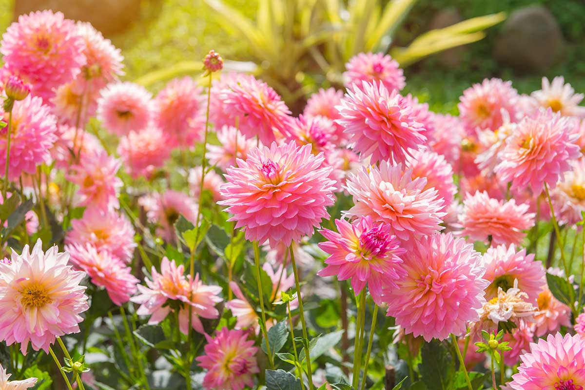 Protéger dahlias du gel.