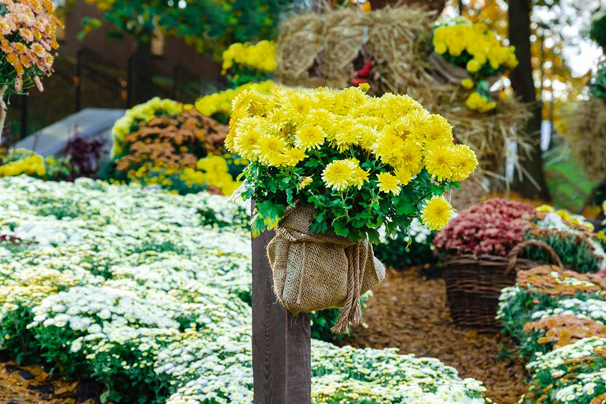 chrysanthèmes en pot accrochées sur un poteau