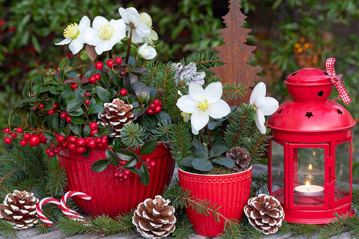 embellir intérieur avec l'hellébore pendant Noël