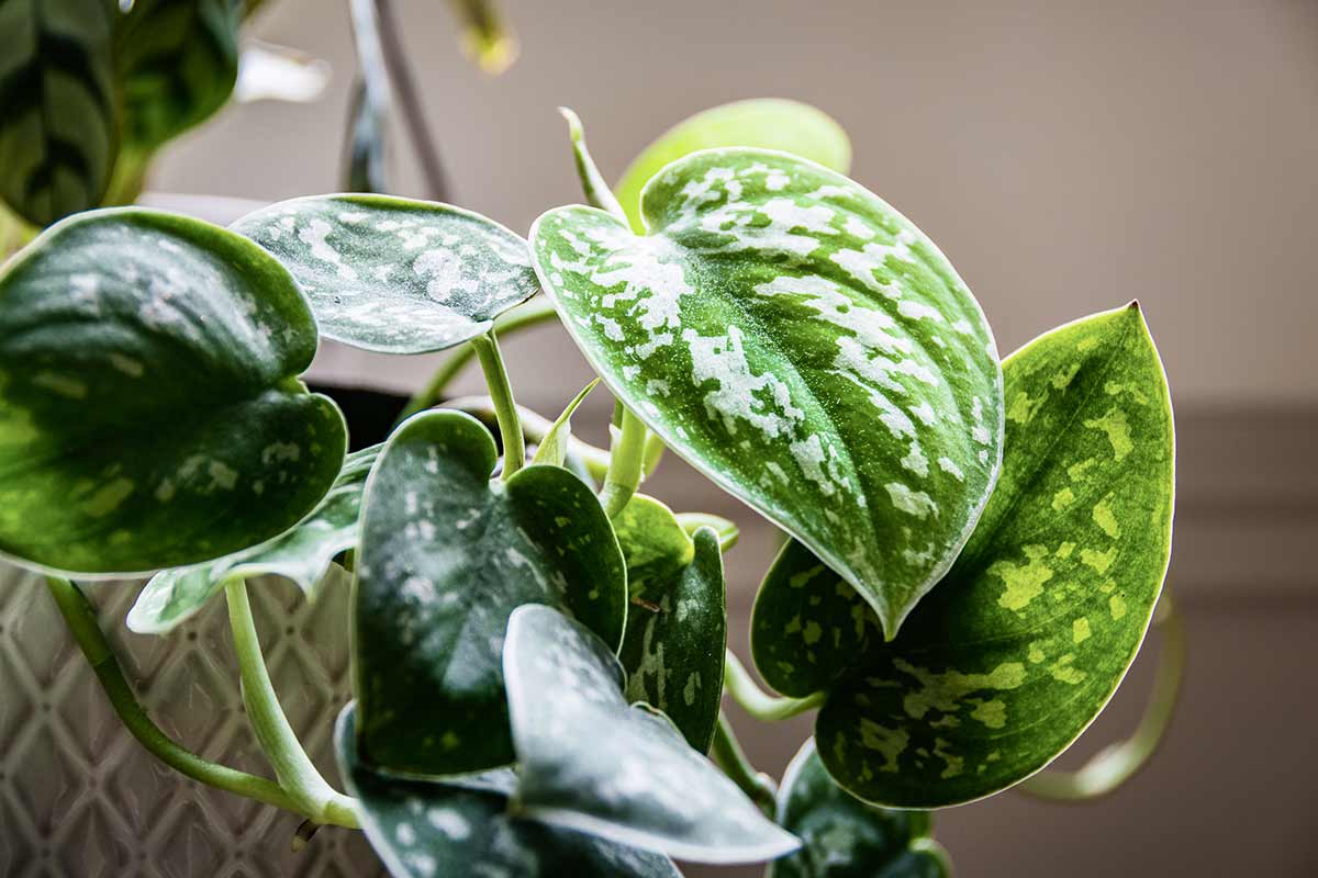 engrais naturels pour Pothos