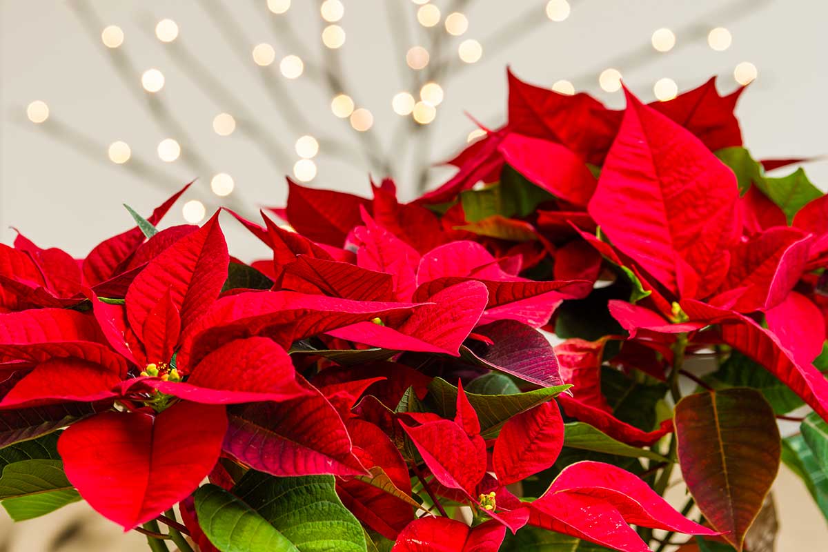 Poinsettia ou étoile de Noël