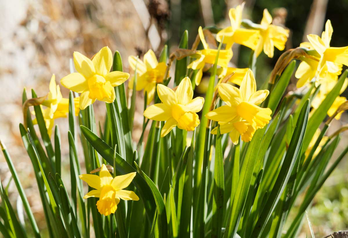 Jonquilles