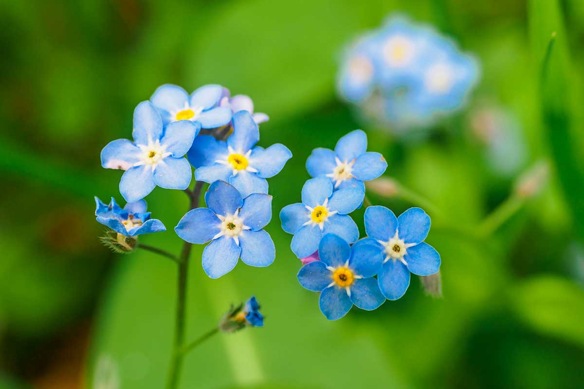 Myosotis