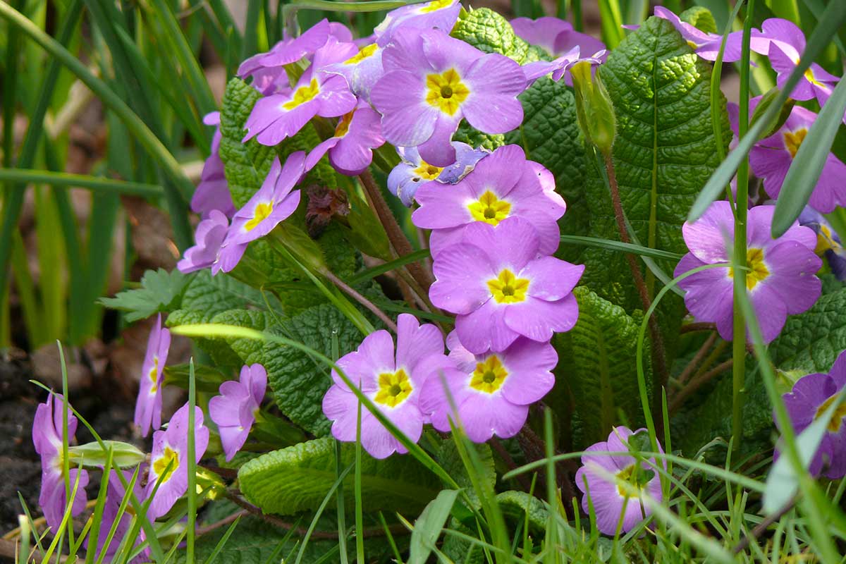 8 fleurs à semer avant la fin novembre