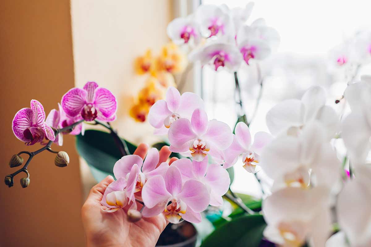 floraison Orchidée en novembre