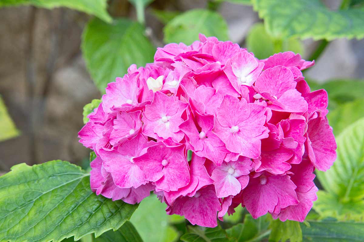 hortensias magnifiques