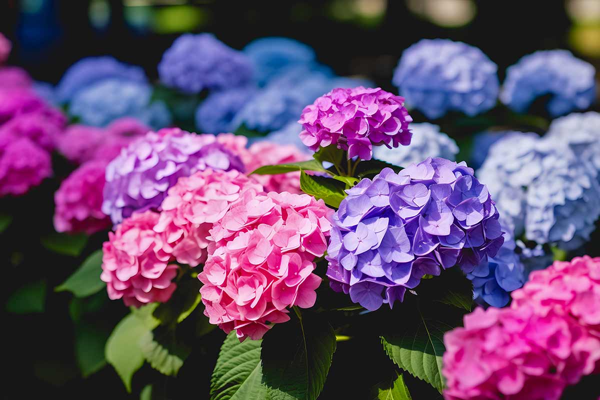 hortensias engrais