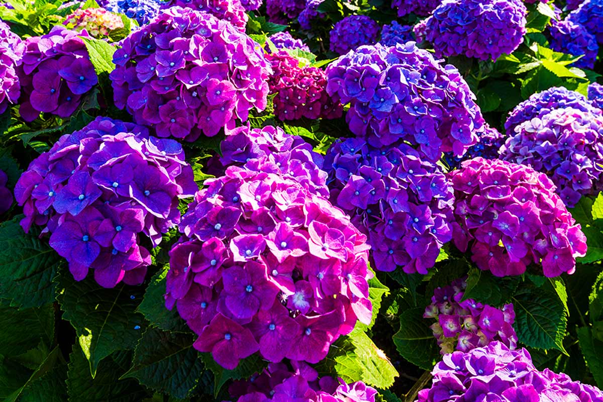 Comment obtenir Hortensias violets.