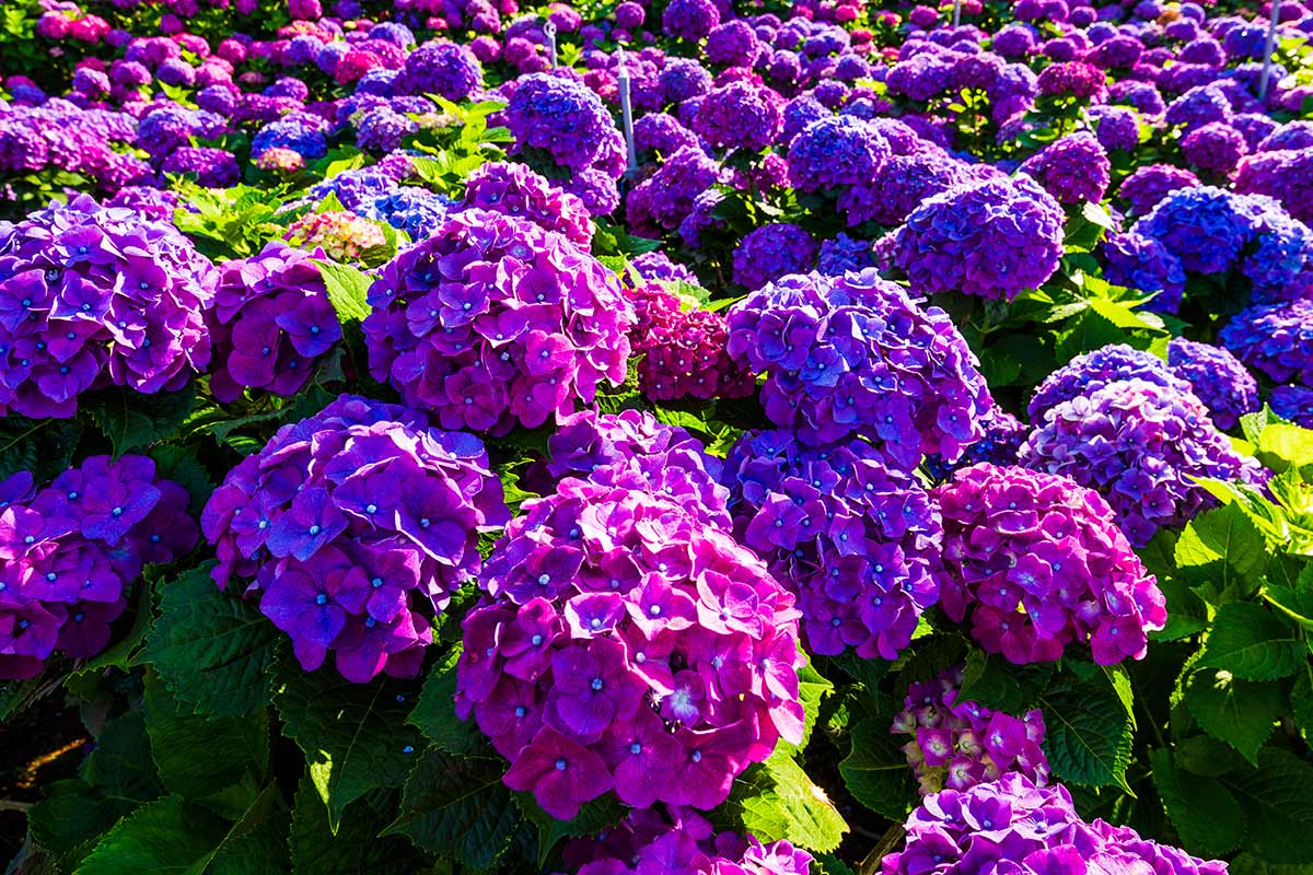 hortensias violets