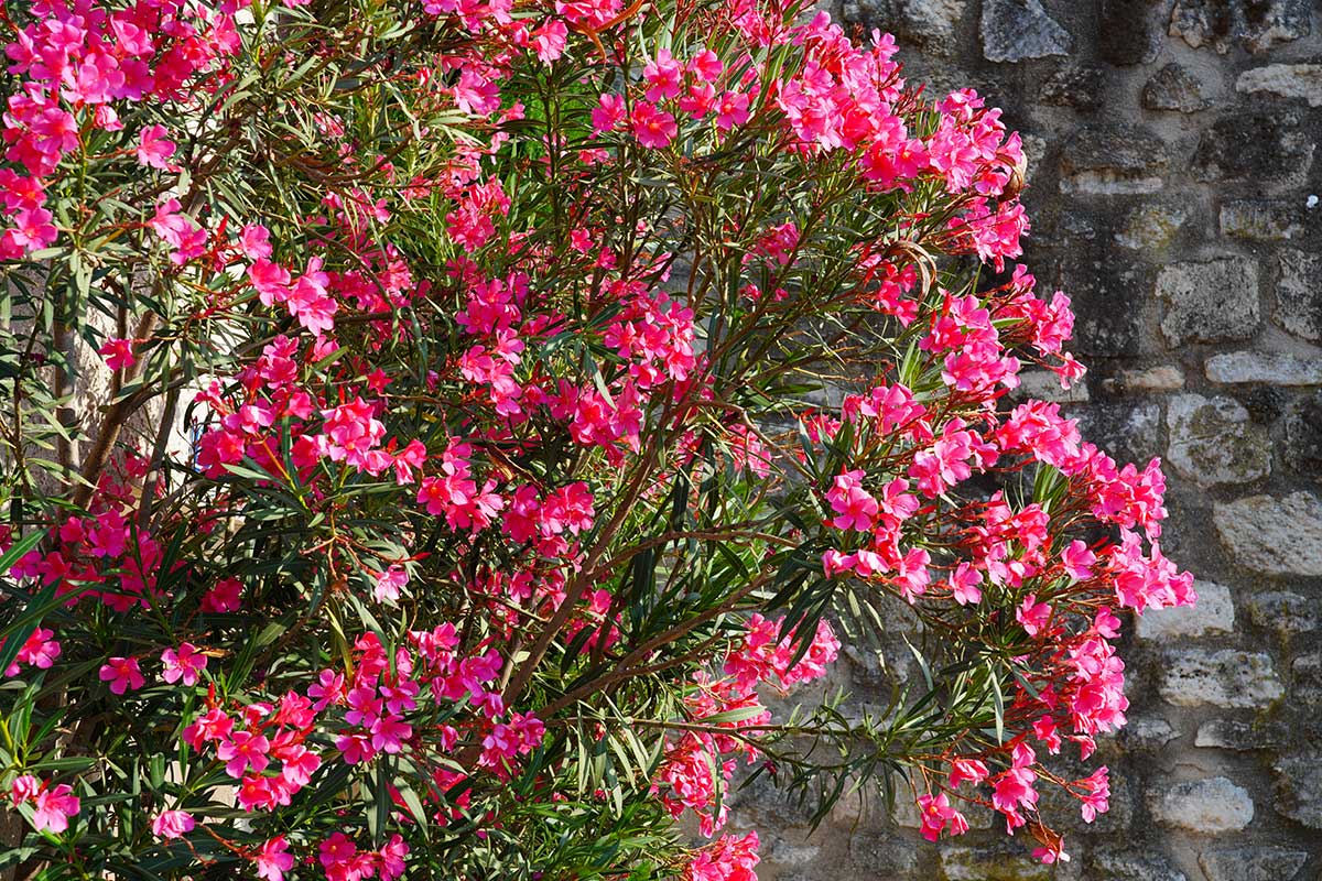 Laurier-rose ou Nerium oleander.