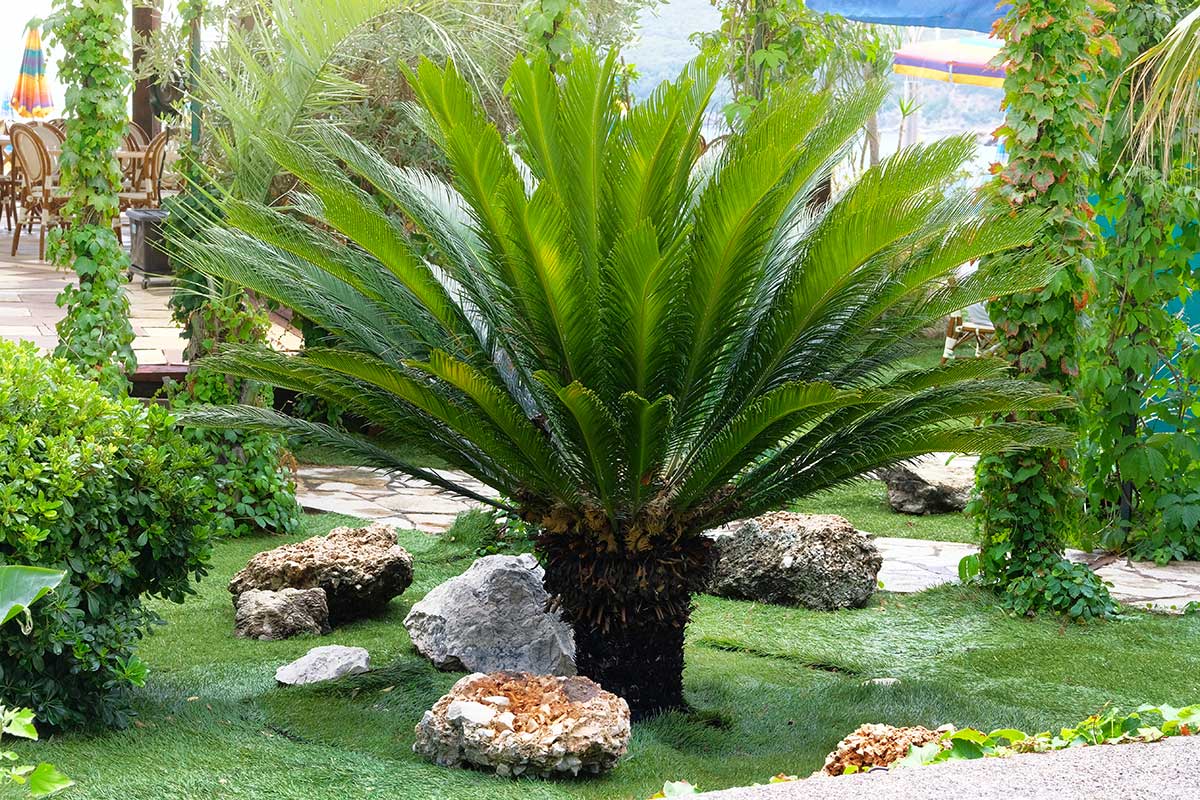 Comment multiplier les Cycas