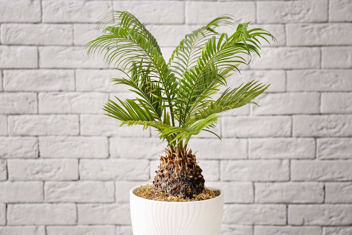 Comment multiplier les Cycas.