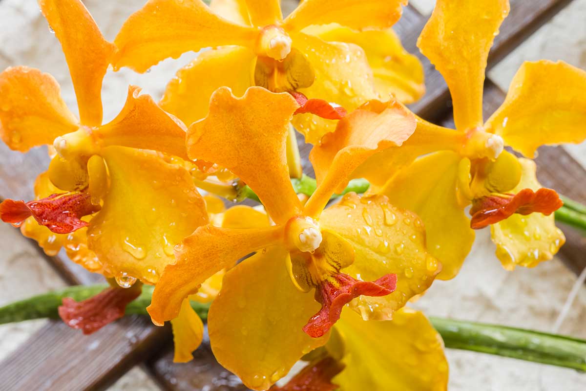 Orchidée cymbidium de couleur jaune.