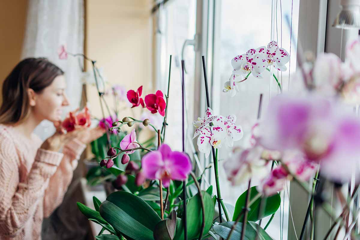 orchidées sur le rebord de la fenêtre