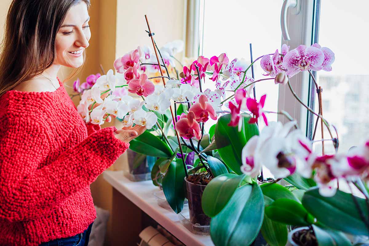 Cultiver des orchidées côte à côte