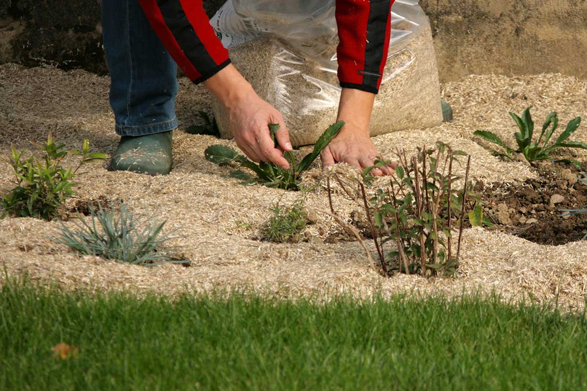 Quand appliquer le paillis pour protéger vos plantes du froid