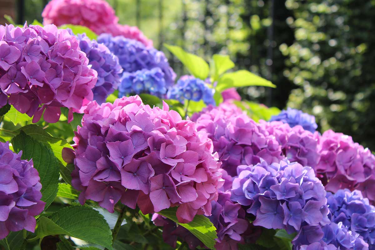 hortensias