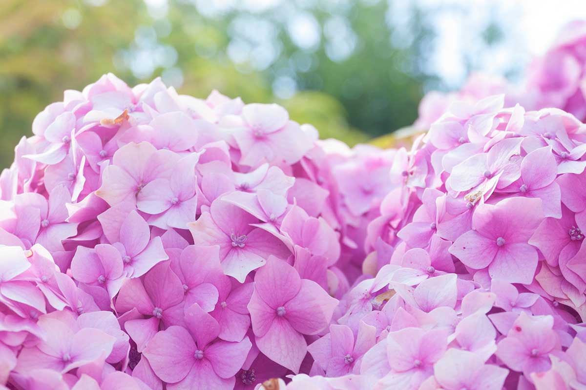 paillis hortensias hiver