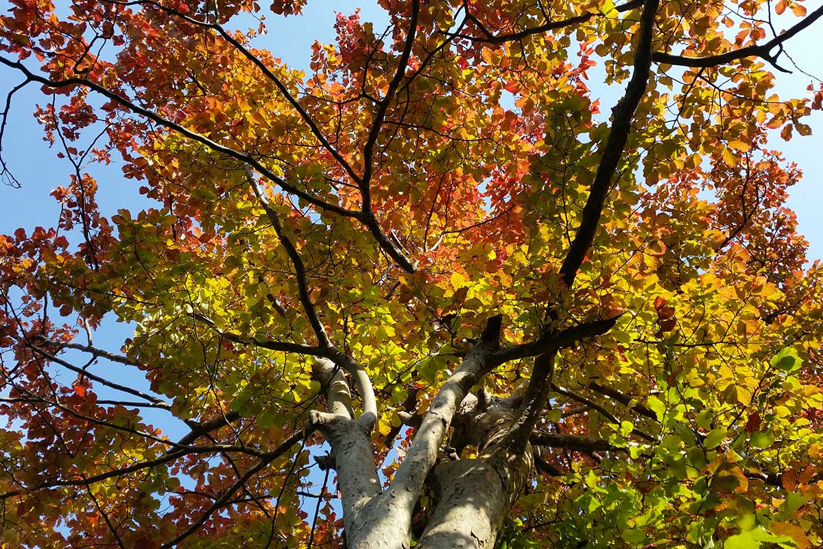 Parrotia persica