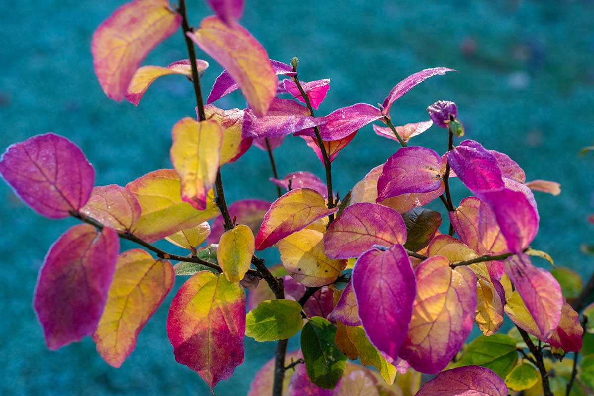 Parrotia persica