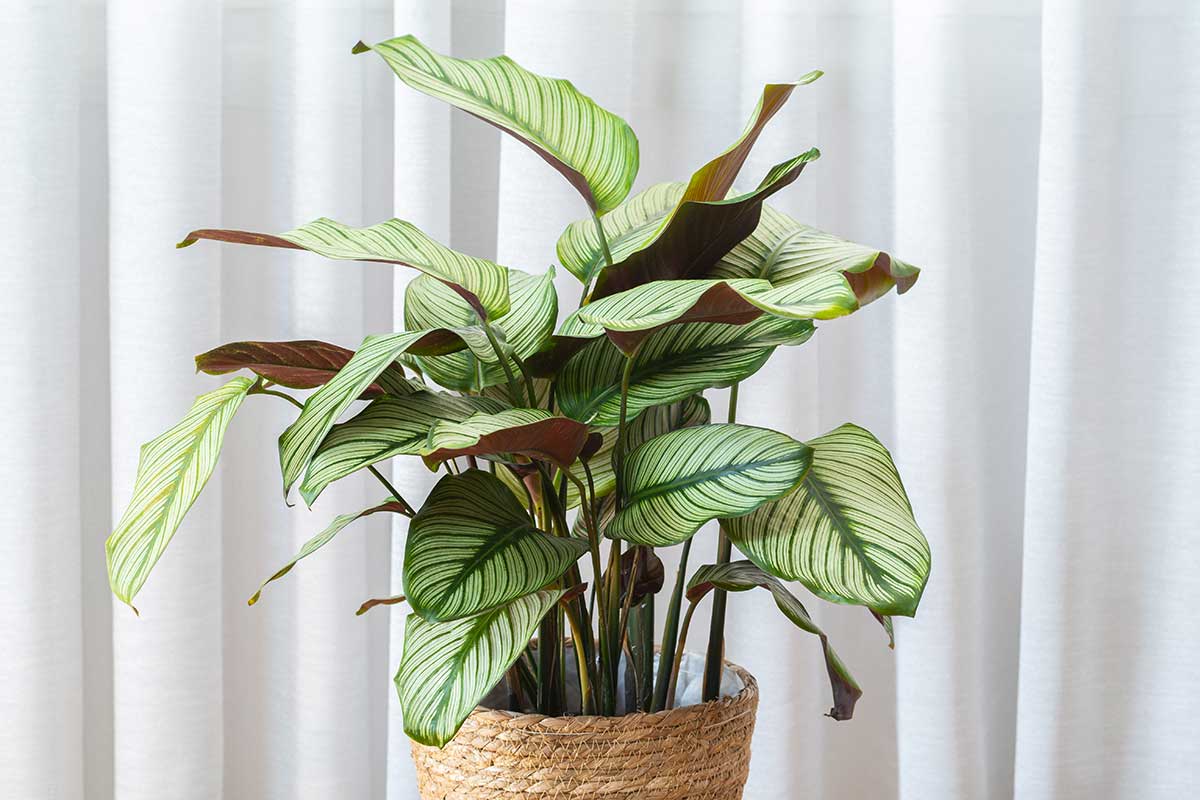 Calathea