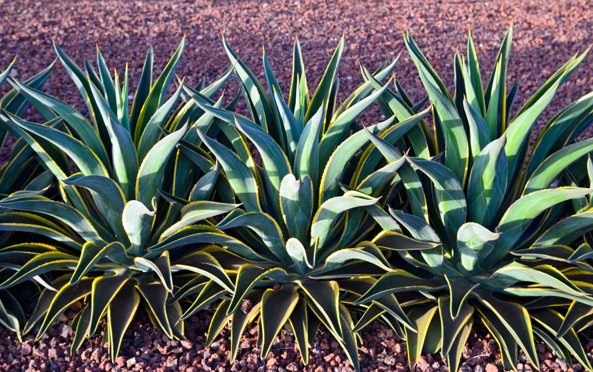 Agave