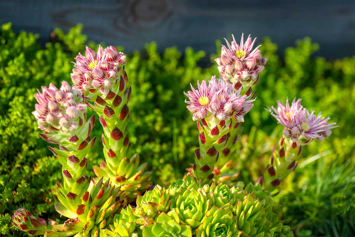 Sempervivum tectorum